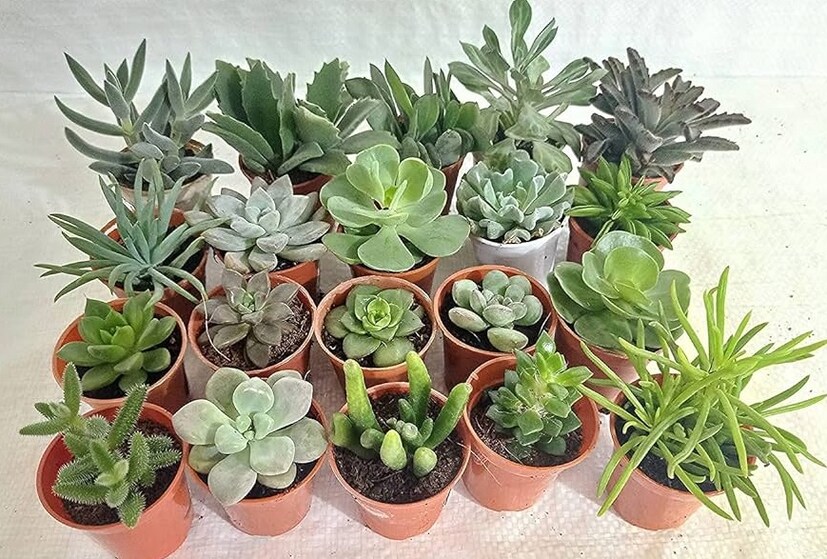 लहान झाडाची रोप : महिलांना वाण म्हणून तुम्ही शोभेची लहान झाड देखील भेट देऊ शकता. ही झाड बाजारात 20 रुपयांपासून उपलब्ध असतात.