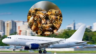 विमानावर मधमाशांचा हल्ला विमानावर मधमाशांचा हल्ला