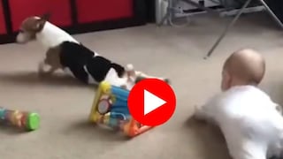 कुत्रा शिकवतोय चिमुकल्याला रांगायला