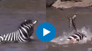 मगरींनी भरलेल्या तलावात अडकला झेब्रा