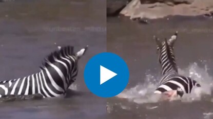 मगरींनी भरलेल्या तलावात अडकला झेब्रा मगरींनी भरलेल्या तलावात अडकला झेब्रा