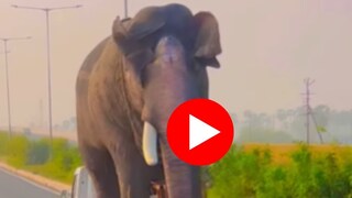 'छोट्या हत्ती'वर मोठा हत्ती! 