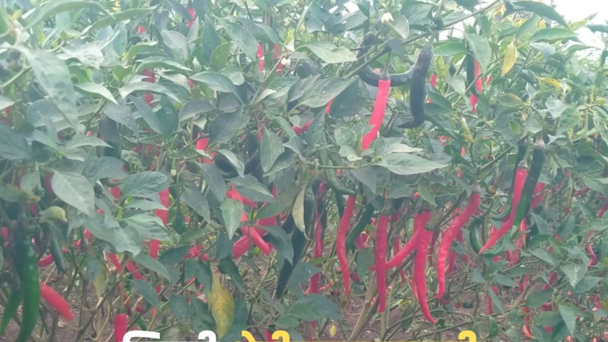 कापूस शेती परवडत नव्हती म्हणून केली मिरची लागवड; आता शेतकऱ्याची लाखोंची कमाई