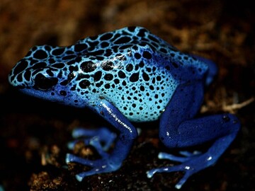 सुंदर आणि निरागस दिसतात पण खूपच खतरनाक आहेत हे प्राणी! सुंदर आणि निरागस दिसतात पण खूपच खतरनाक आहेत हे प्राणी!