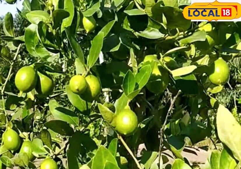 मेष राशीचा स्वामी ग्रह आहे मंगळ. ज्याला अग्नी प्रज्वलित ग्रह मानलं जातं. ज्यांच्या कुंडलीत या ग्रहाचं स्थान किंवा स्थिती कमकुवत असते, त्यांना विविध दुर्घटनांना, अपघातांना सामोरं जावं लागतं. त्यांचं आर्थिक नुकसानही मोठ्या प्रमाणात होतं. त्यांच्यासाठी लिंबाचं झाड शुभ मानलं जातं. मेष राशीचा स्वामी ग्रह आहे मंगळ. ज्याला अग्नी प्रज्वलित ग्रह मानलं जातं. ज्यांच्या कुंडलीत या ग्रहाचं स्थान किंवा स्थिती कमकुवत असते, त्यांना विविध दुर्घटनांना, अपघातांना सामोरं जावं लागतं. त्यांचं आर्थिक नुकसानही मोठ्या प्रमाणात होतं. त्यांच्यासाठी लिंबाचं झाड शुभ मानलं जातं.