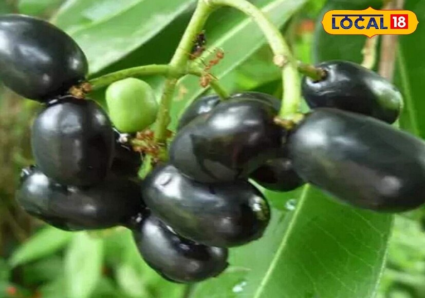 वृषभ राशीचा स्वामी ग्रह आहे शुक्र. हा ग्रह भक्कम असेल, तर या राशींच्या व्यक्तींचं आयुष्य धनसंपत्तीने समृद्ध राहतं. त्यासाठी जांभळाच्या झाडाची लागवड करण्याचा सल्ला दिला जातो. 