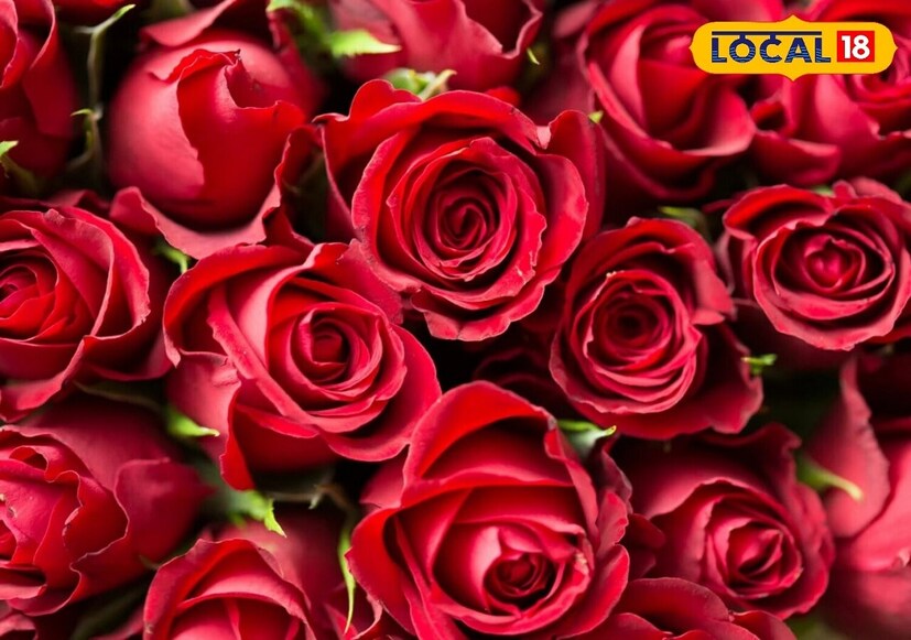 मिथुन राशीचा स्वामी ग्रह आहे बुध. तर, या व्यक्तींसाठी शुभ रोप मानलं जातं गुलाब. गुलाबाच्या रोपाची लागवड केल्यास आपल्याला भगवान विष्णूंचा आशीर्वाद मिळतो, असं म्हणतात. 