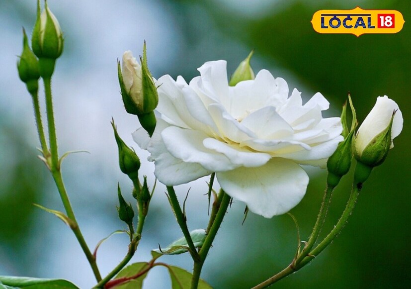 कर्क राशीच्या व्यक्तींचा स्वामी ग्रह आहे चंद्र. आपल्यासाठी सर्व पांढरी फुलं शुभ असतात. त्यामुळे आपण पांढऱ्या गुलाबाची लागवड केली तर उत्तम. 