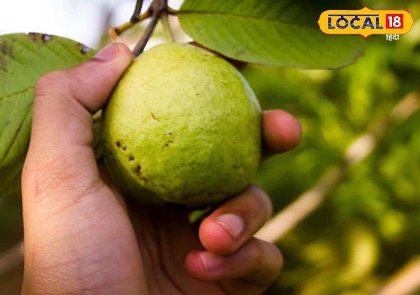 कन्या राशीच्या व्यक्तींचा स्वामी ग्रह आहे बुध. तर, या व्यक्तींसाठी पेरूचं झाड मानलं जातं शुभ. 