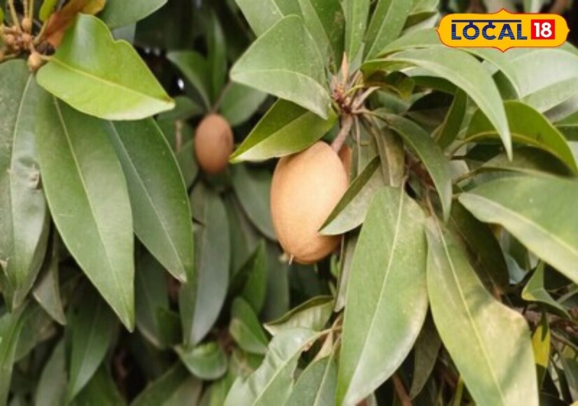 तूळ राशीसाठी चिकूचं झाड शुभ मानलं जातं. या राशीच्या व्यक्ती कलाक्षेत्रात अग्रेसर असतात. 