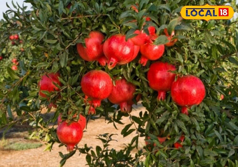 वृश्चिक राशीचा स्वामी ग्रह आहे मंगळ. त्यामुळे आपल्यासोबतही दुर्घटना घडण्याची शक्यता सर्वाधिक असते. ती काहीप्रमाणात टाळण्यासाठी आपण डाळिंबाचं झाड लावणं शुभ ठरेल. 