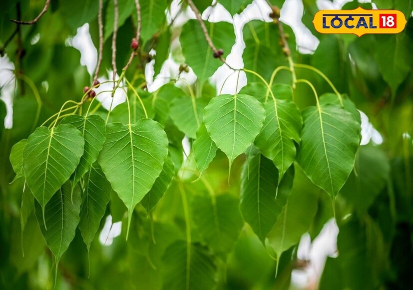 धनू राशीसाठी पिंपळाचं झाड शुभ मानलं जातं. तर, या राशीच्या व्यक्तींना मारुतीचा आशीर्वाद सदैव लाभलेला असतो. 