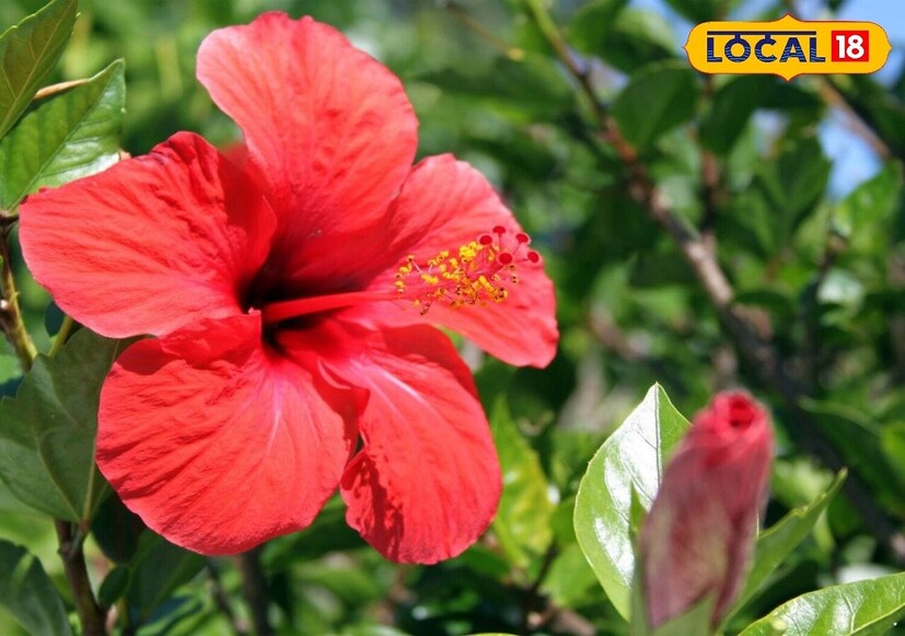 कुंभ राशीच्या व्यक्तींसाठी बाप्पाला प्रिय असलेल्या जास्वंदाच्या फुलांचं रोप शुभ असतं. आपण घराच्या अंगणात या रोपाची लागवड करू शकता. 