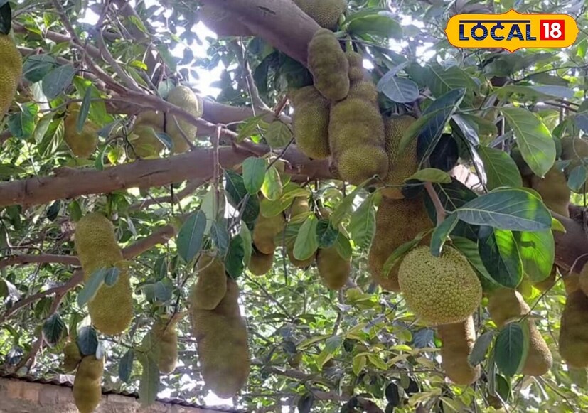 मकर राशीच्या व्यक्तींसाठी फणसाचं झाड शुभ मानलं जातं. या राशीच्या व्यक्तींना दुर्गा देवीचा आशीर्वाद लाभलेला असतो.