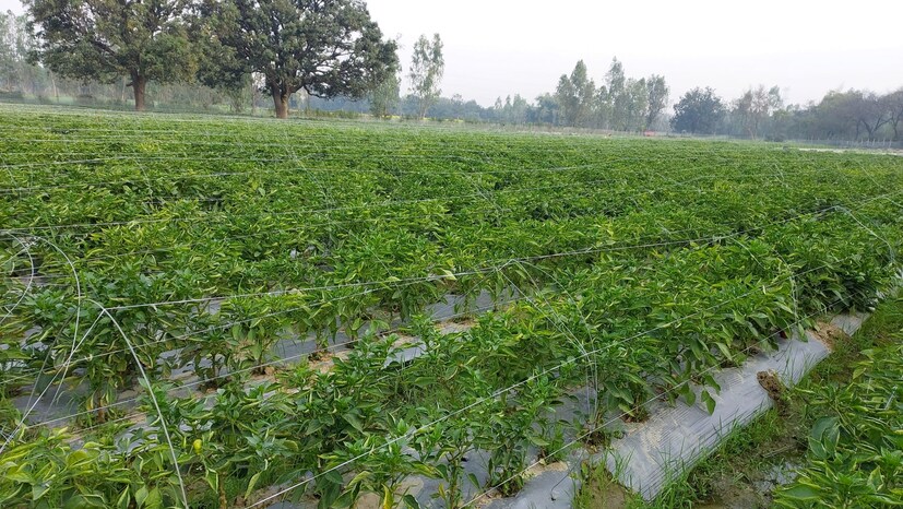 अशा परिस्थितीत आधी तिने प्रथम एक एकर जमीन भाडेतत्त्वावर घेतली. नंतर तीन एकर जमीन भाडे तत्त्वावर घेतली. त्यानंतर प्रशिक्षण घेऊन शेती करण्यास सुरुवात केली. त्यानंतर तिने आपल्या मजुरांनाही प्रशिक्षण दिले.