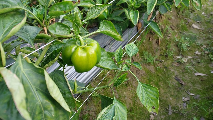 आई-वडिलांनी सांगितले की, जर यात प्रगती करायची असेल तर हे क्षेत्र निवड. मग यानंतर अनुष्काने शेती हे क्षेत्र करिअर म्हणून निवडले. शेती करण्यासाठी सरकारकडून तिला 50 टक्के सबसिडी मिळाली. यातून तिने एक एकरात पॉली हाउस सुरू केले. आता ती आणखी 3 एकर शेती करत आहे. याठिकाणी ती शिमला मिरची, पानकोबी, फुलकोबी आणि इतर अनेक भाज्यांची लागवड करत आहे. यातून तिला चांगला नफाही मिळत आहे. 