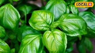 बहुतेकजण शोभेच्या झाडांची लागवड करतात.