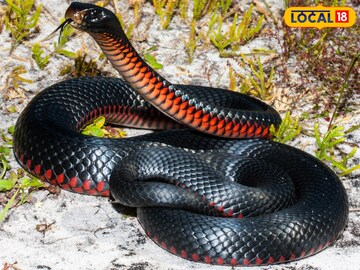 असा साप स्वप्नात दिसणं अत्यंत शुभ मानलं जातं. असा साप स्वप्नात दिसणं अत्यंत शुभ मानलं जातं.