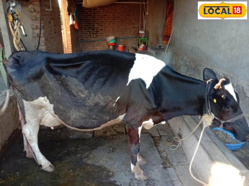 कृत्रिम रेतन ही पाळीव प्राण्यांच्या कृत्रिम गर्भधारणेसाठी वापरण्यात येणारी एक पद्धत आहे. या पद्धतीत वळूचे अथवा रेड्याचे (नर पशू) वीर्य (रेतन) संकलन करून ते योग्य प्रक्रिया करून साठवलं जातं. नंतर गाय, म्हैस, अशा दुधाळू जनावरांचं 'फलन' त्याद्वारे करण्यात येतं. 