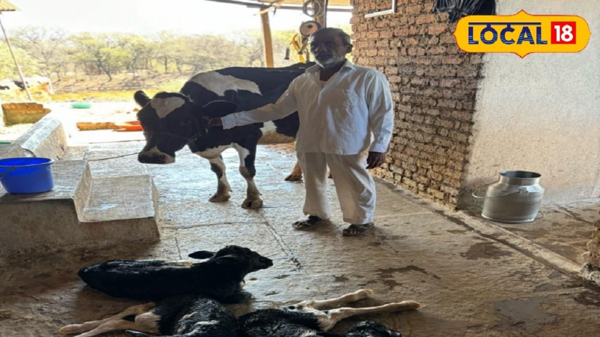 काय सांगता...गायीने एकावेळी दिला 3 वासरांना जन्म, सर्व वासरं ठणठणीत!