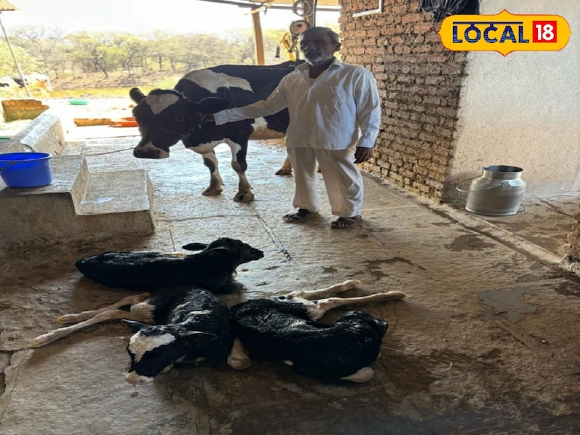 साताऱ्यातील वाघोली गावचे रहिवासी राजेश जाधव यांच्या गायीला गोठ्यात तीळं झालं. ही माहिती पाहता पाहता सर्वत्र वाऱ्यासारखी पसरली. लहान मुलांपासून वृद्ध व्यक्तींपर्यंत सर्वांनी गाय आणि तिची वासरं पाहायला राजेश यांच्या गोठ्यात गर्दी केली. हजारो गायींमागून एखादी गाय एकाच वेळी तीन वासरांना जन्म देते, असं म्हटलं जातं.