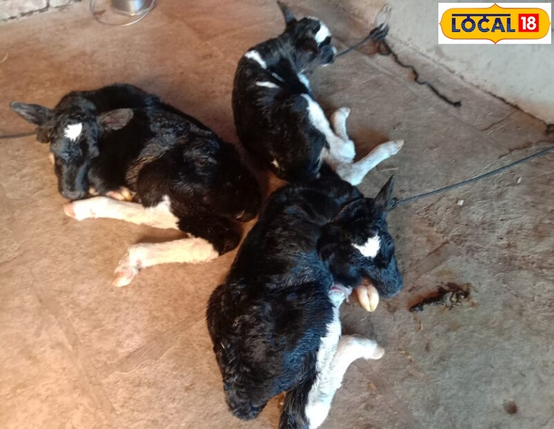 एका ठिकाणी तर गायीने एकत्र चक्क तीन वासरांना जन्म दिला. याबाबत सर्वत्र आश्चर्य व्यक्त केलं जात असून हा निसर्गाचा चमत्कार मानला जातोय. 