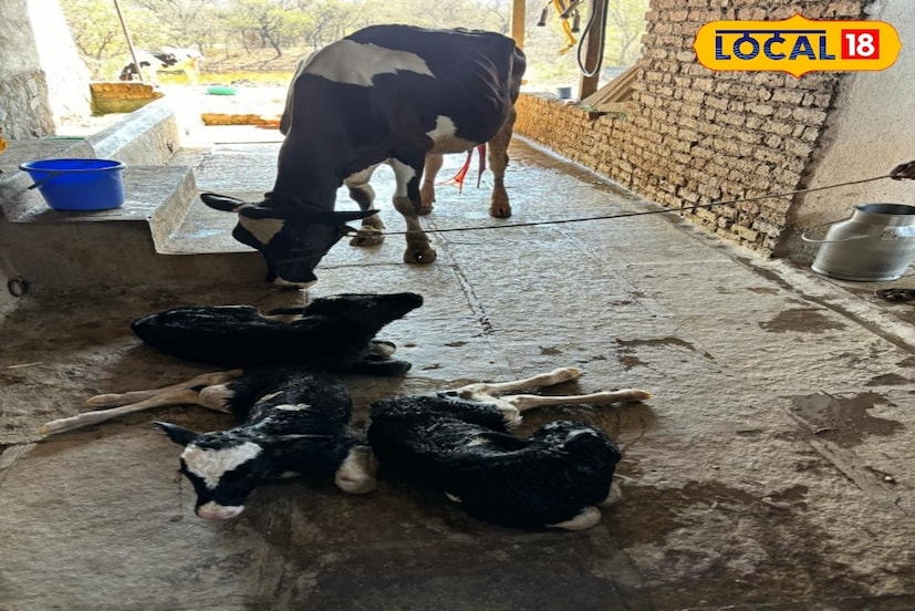 गायीच्या गर्भाशयात तीन स्त्री बीज आणि कृत्रिम रेतन पद्धतीने सोडलेल्या वीर्यातील 3 शुक्राणूंमुळे 3 वासरांचा जन्म होऊ शकतो. पशुवैद्यकीय क्षेत्रात 24 वर्ष कामाचा अनुभव असलेले वाघोलीतील डॉक्टर रतन भोईटे यांनी याबाबत माहिती दिली.