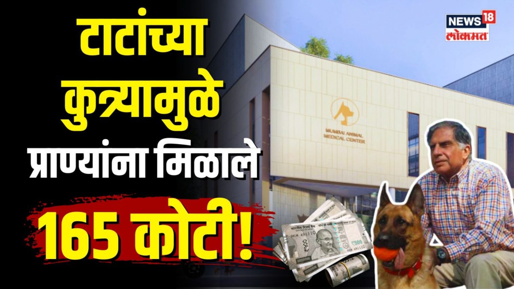 टाटांच्या कुत्र्यामुळे प्राण्यांना मिळाले 165 कोटी! कसे? पाहा... | N18V