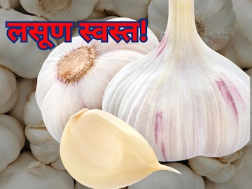 लसणीचे दर घसरले लसणीचे दर घसरले