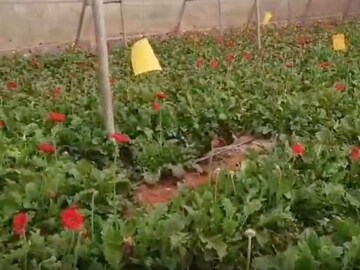 पारंपरिक शेतीला बगल देत फुलवला जरबेरीचा मळा; कशी होतीय लाखोंची कमाई?