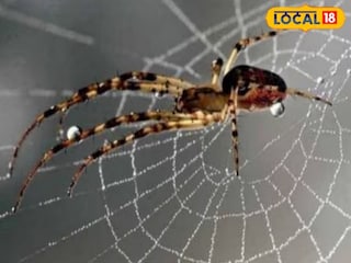 समृद्ध वास्तूत जाळ्याचा एक कणही नसतो. समृद्ध वास्तूत जाळ्याचा एक कणही नसतो.