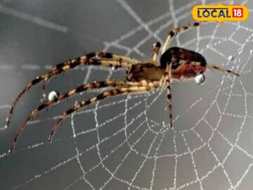 समृद्ध वास्तूत जाळ्याचा एक कणही नसतो. समृद्ध वास्तूत जाळ्याचा एक कणही नसतो.