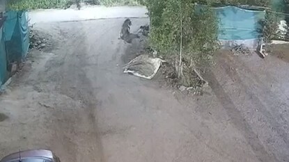 फोटो - व्हिडीओ ग्रॅब फोटो - व्हिडीओ ग्रॅब