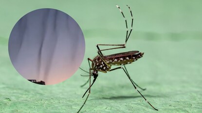 पुण्यात डासांची लाट पुण्यात डासांची लाट