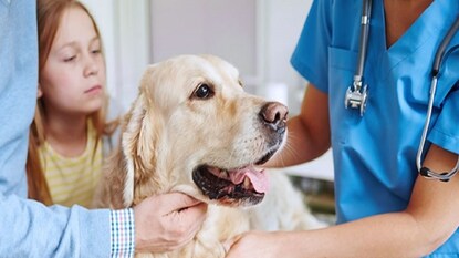 पेट इन्शुरन्स 