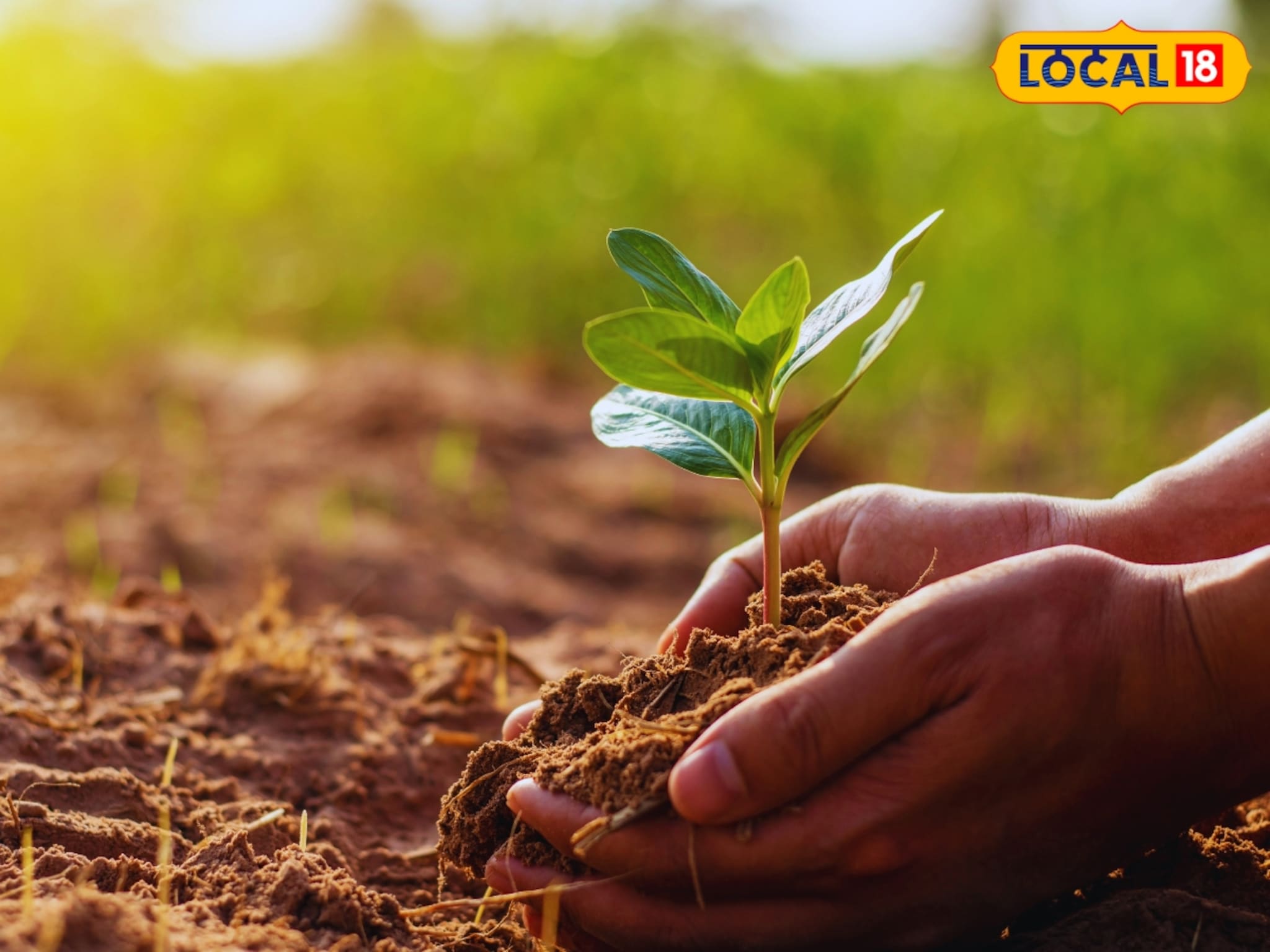 आई गेली पण लोकांना शुद्ध हवा मिळाली! लेकरांनी लावली तब्बल 1000 झाडं