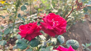 तरुणाची 30 गुंठे क्षेत्रामध्ये गुलाब शेती; आयटी कंपनी पगारा पेक्षा जास्त उत्पन्न तरुणाची 30 गुंठे क्षेत्रामध्ये गुलाब शेती; आयटी कंपनी पगारा पेक्षा जास्त उत्पन्न