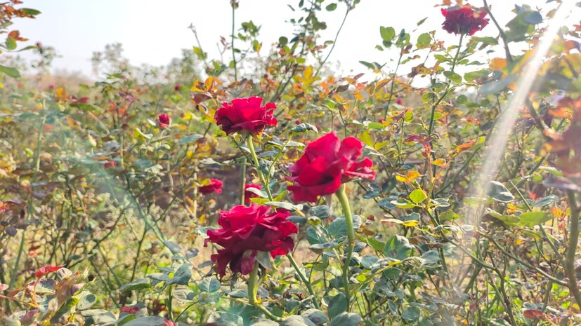 गुलाब लागवड करताना खत व्यवस्थापन,पाणी व्यवस्थापन,रोपांची तळ हाताच्या फोडाप्रमाणे देखभाल,कीड आणि रोगाचे नियंत्रण,गुलाबाची छाटणी,शेतातील भांगलन,या सर्व देखभालीनंतर महिन्याला 60 ते 70 हजार रुपये एवढे उत्पन्न गुलाबातून घेता येते. यामधून वर्षाला 6 ते 7 लाख रुपये निवळ नफा मिळवू शकता, असं शुभम जाधव याने सांगितलं आहे.