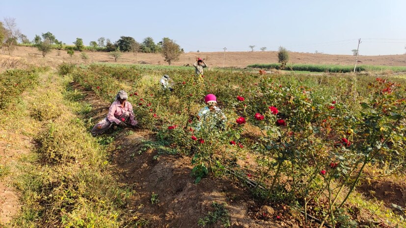 युवा पिढीने देखील शेती केली पाहिजे, शेतीकडे शेती म्हणून न पाहता एक व्यवसाय म्हणून युवा वर्गाने पाहिलं पाहिजे. दुसरीकडे कामाला जाण्यापेक्षा स्वतः शेती करून लाखों रुपये कमवता येतात, असंही देखील शुभम जाधव याने सांगितलं आहे.
