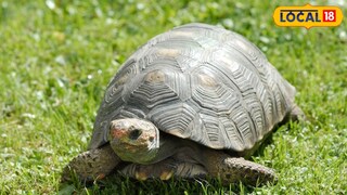 जिथे कासव असेल तिथे लक्ष्मीचा वास निर्माण होतो. परंतु कासव पाळण्याचेही काही नियम आहेत.