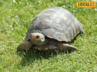 जिथे कासव असेल तिथे लक्ष्मीचा वास निर्माण होतो. परंतु कासव पाळण्याचेही काही नियम आहेत. जिथे कासव असेल तिथे लक्ष्मीचा वास निर्माण होतो. परंतु कासव पाळण्याचेही काही नियम आहेत.