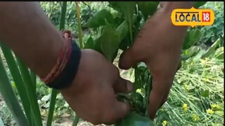 शेतकऱ्याची कमाल