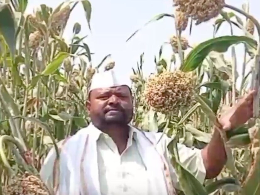 मोबाईल चाळत असताना युट्युब वर सोलापूर जिल्ह्यातील बार्शी येथील शेतकऱ्याला दीड एकरात साठ गोण्या ज्वारी झाल्याचं पाहिलं. लगेच तिथे दिलेल्या मोबाईल नंबर वर कॉल केला. शेतकऱ्याने बियाणे उपलब्ध असल्याचे सांगितलं. त्या शेतकऱ्यांनी दोन-तीन वर्षांमध्ये निवडक कणसे जमा करून बियाणे तयार केल्याचं सांगितलं. चार फुटांच्या बेडवर ठिबक अंथरून या ज्वारीची लागवड केली. खत आणि पाण्याचे योग्य नियोजन केल्यामुळे ज्वारीचे पीक चांगलं बहरात आलं असून भरघोस उत्पन्न मिळेल, असं पांढरे यांनी सांगितलं.