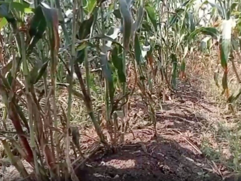  <a href="https://news18marathi.com/maharashtra/jalna/">जालना</a> जिल्ह्यातील अशोक पांढरे या शेतकऱ्याने ज्वारीची चार फुटांच्या बेडवर लागवड केली आहे. मोत्यासारखे टपोरे दाणे आणि भरगच्च कणीस असलेल्या ज्वारीच्या या पिकातून त्यांना केवळ अर्ध्या एकरात 12 ते 15 क्विंटल उत्पन्न होण्याची अपेक्षा आहे.