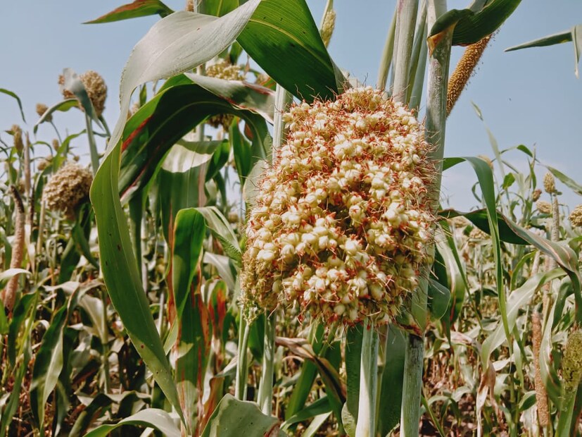 ज्वारीची पारंपारिक पद्धतीने पेरणी करून अनेक शेतकरी एकरी 10 ते 12 क्विंटल उत्पन्न घेतात. मात्र अशोक पांढरे यांनी बार्शी येथील शेतकऱ्याकडून बियाणे मागवून त्याची चार फुटांच्या बेडवर लागवड केली. बेडवरती ठिबकची देखील व्यवस्था करण्यात आली. लागवडी वेळी 10 26 26 या खताची एक बॅग देण्यात आली. 