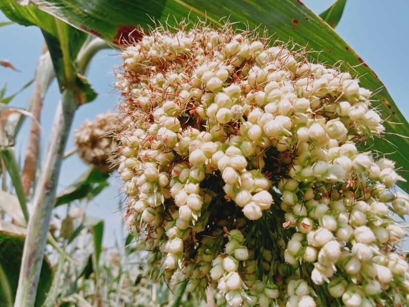 तर ज्वारी वाढीच्या अवस्थेत असताना 19 19 या विद्राव्य खताची मात्रा दोन वेळा देण्यात आली. योग्य नियोजन आणि प्रयोग करण्याचे धाडस यामुळे त्यांच्या शेतातील ज्वारी चांगलीच बहरली असून यातून 20 ते 25 कट्टे म्हणजे 12 ते 15 क्विंटल ज्वारी होण्याची अपेक्षा अशोक पांढरे यांनी व्यक्त केली आहे.