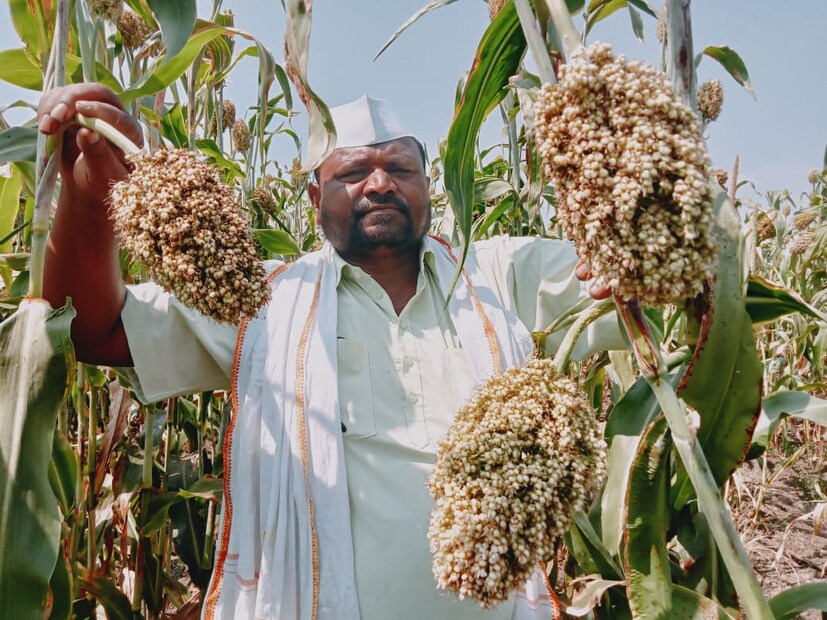 अशोक पांढरे हे जालना जिल्ह्यातील काजळा या छोट्याशा गावातील सामान्य शेतकरी आहेत. घरी शेती कमी असल्याने ते वेगवेगळे प्रयोग शेतीमध्ये करत असतात. तुर्की इथून आणलेल्या बाजरीमुळे देखील अशोक पांढरे चर्चेत आले होते. त्याचबरोबर बेडवर केलेल्या सोयाबीन लागवडीतून देखील त्यांनी भरपूर उत्पन्न मिळवले. आता त्यांनी ज्वारीच्या शेतीत अनोखा प्रयोग केला आहे.