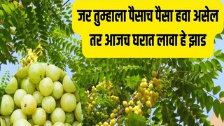 घरात पैसा टिकत नाही? मग लावा हे झाड, पैशांची होईल भरभराट 
