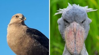 जगतील सर्वांत निर्भीड पक्षी