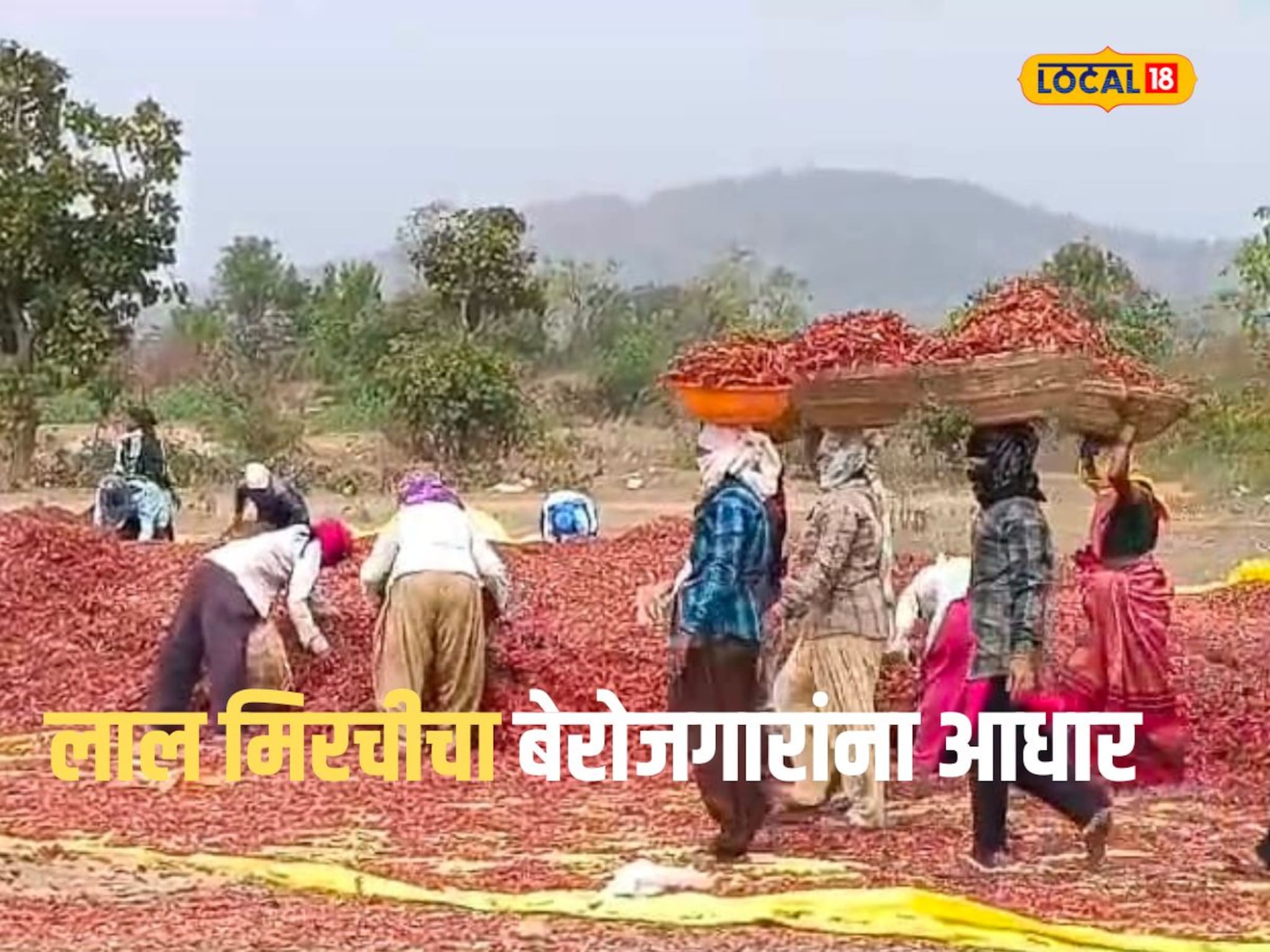 लाल मिरचीने दिला बेरोजगारांना आधार; रोजगारासाठी होणारी भटकंती थांबली Video
